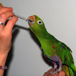 Using liquid DMG with parrots.