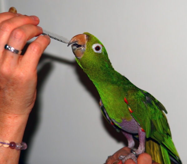 Using liquid DMG with parrots.