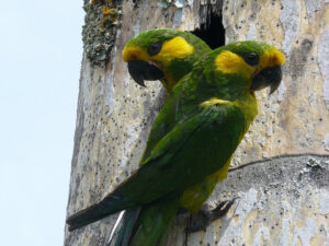 Yellow-eared parrots at nesting cavity.
