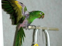 White-eyed Conure