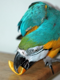 Blue and gold macaw parrot eating healhty food