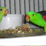 Crimson-winged Parrots