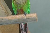 Green-cheeked Conure