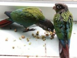 Pearly Conures, enjoying our sprouting blends.