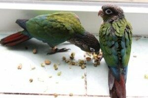 Pearly Conures, enjoying our sprouting blends.