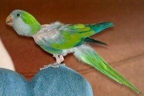 Quaker parrot.