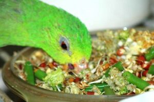 Crimson-winged Parrot, hen,