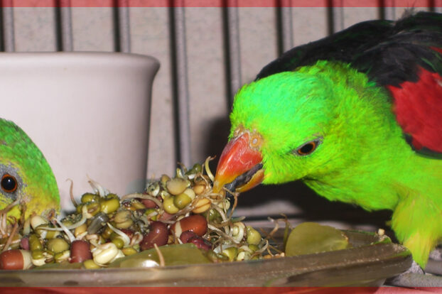 parrots eating BBFE! sprouts