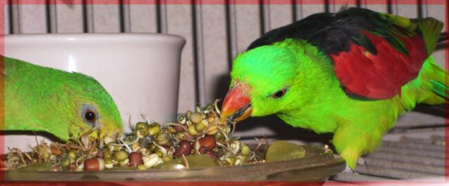 parrots eating BBFE! sprouts parrots eating BBFE! sprouts