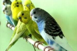 7 Budgies