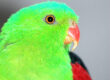 Crimson-winged parrot, male.