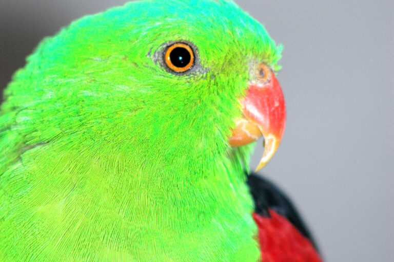 Crimson-winged parrot, male.