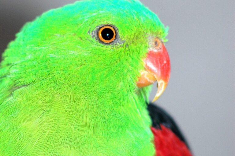 Crimson-winged parrot, male.