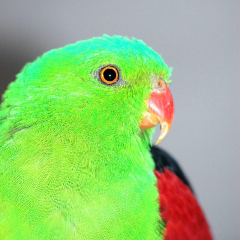 Crimson-winged parrot, male.