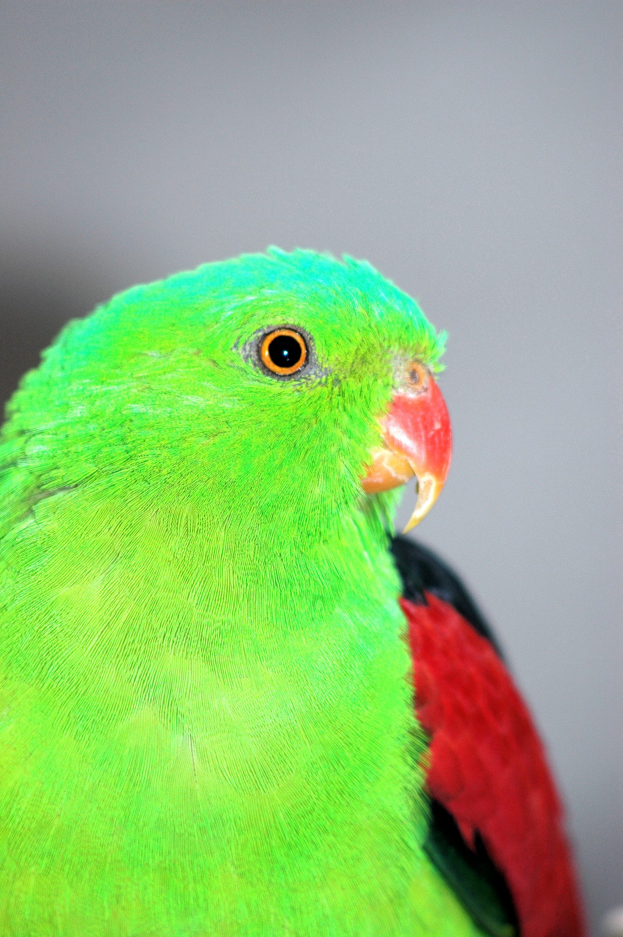 DSC_0160 Crimson-winged parrot, male.