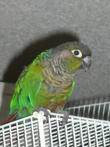 Green-CheckedConure-After