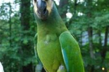 Lucy-Illiger macaw