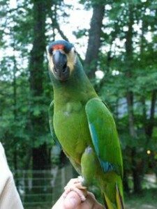 Lucy-Illiger macaw