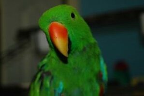 Aloysius-Male Eclectus