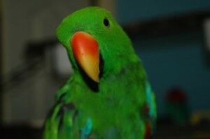 Aloysius Male Eclectus