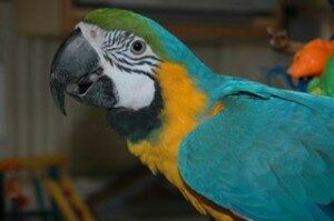 Angus Blue & Gold Macaw