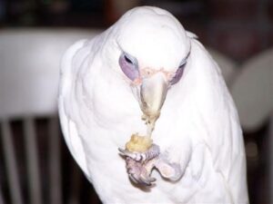 Bare Eyed Cockatoo