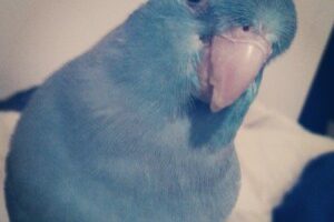 Hamburger the Blue Parrotlet