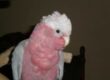 Percy The Galah
