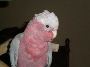 Percy The Galah