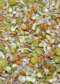 OSB Sprouts