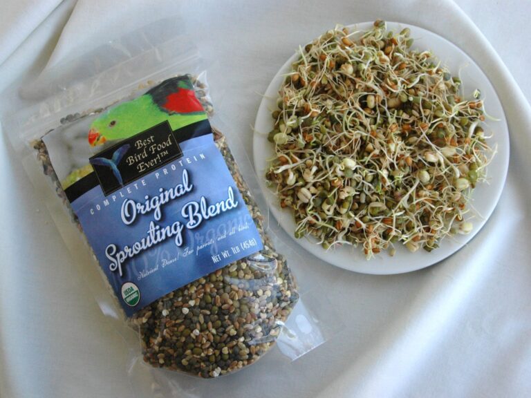 OSB Sprouts