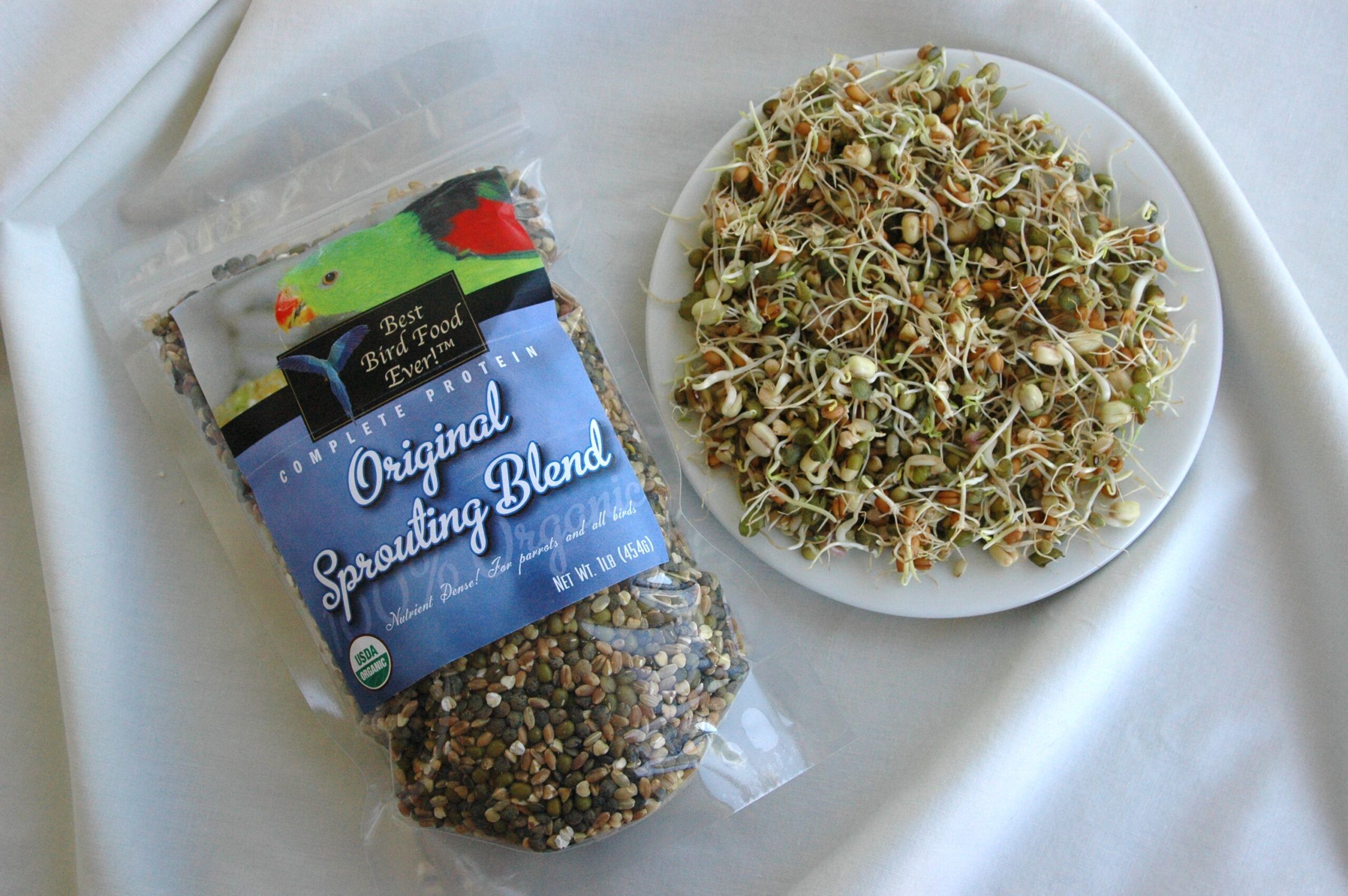 DSC_0216 The Best Bird Food Ever! Complete Protein Sprouting Blend and at 3 days growth-ready to feed.