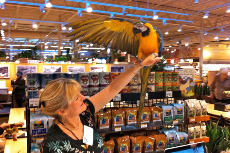 Macaw salute
