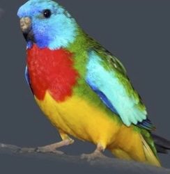 Corazon_cropped Scarlet-chested Grasskeet