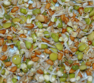 parrot organic sprouting blend, ready to feed parrots. Never feed different foods than these to parrots, like Kiwi