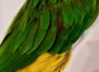 Feather damage caused by malnutrition.