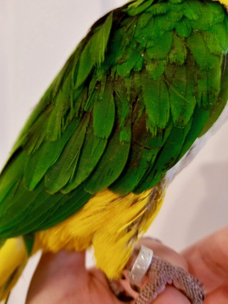 20190131_153742 Feather damage caused by malnutrition.