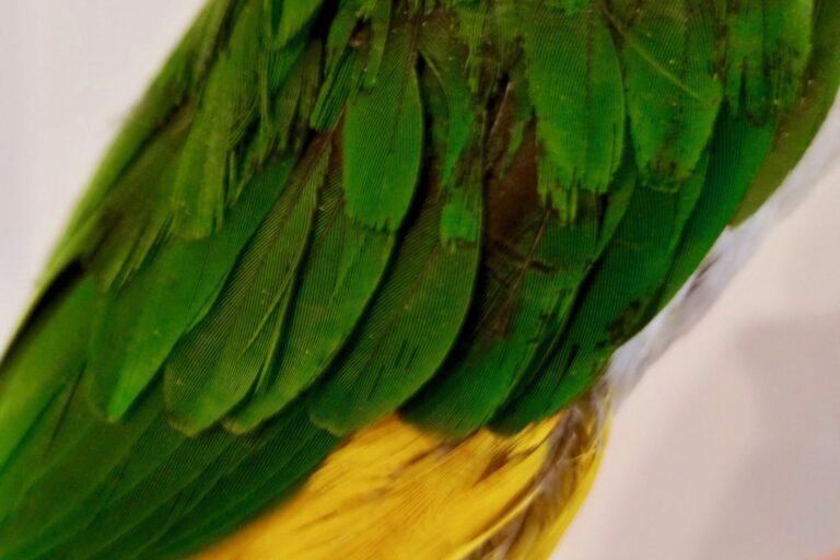 Feather damage caused by malnutrition.