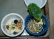 feed parrots spinach