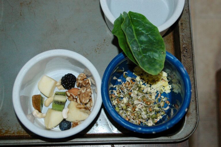 feed parrots spinach