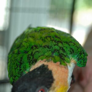 Black tipped feathers caused by malnutrition.