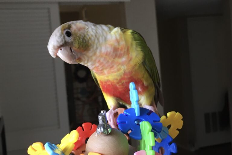 Papaya, a pineapple green-cheeked conure.