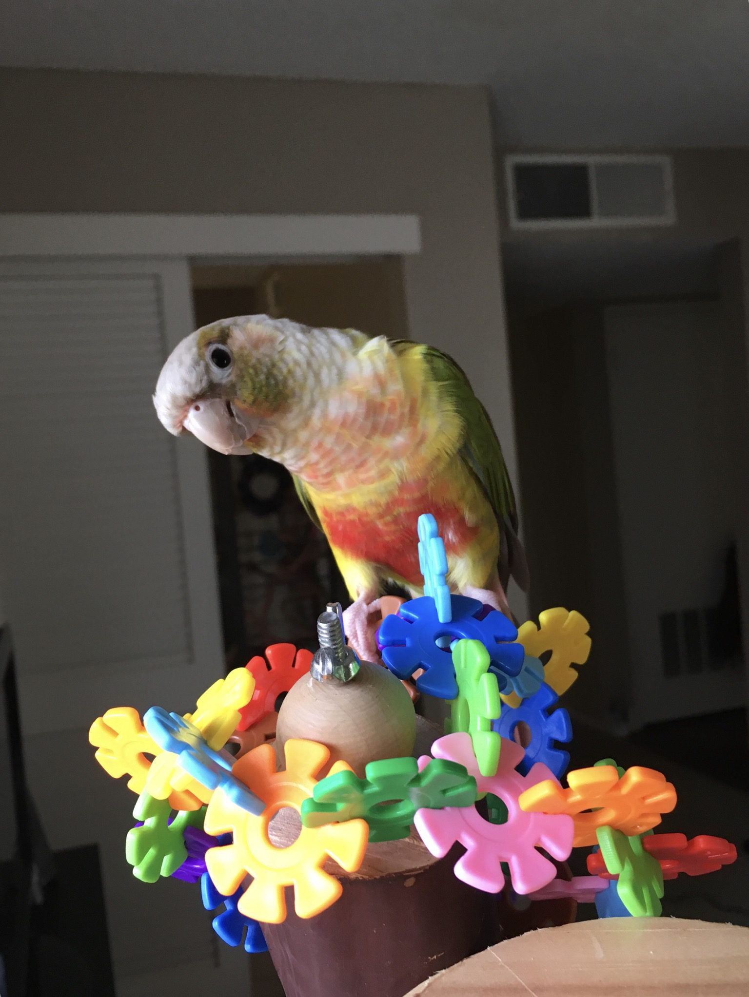 Papaya, a pineapple green-cheeked conure.