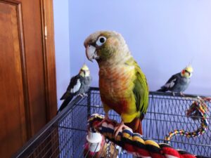 Pineapple conure loves BBFE!