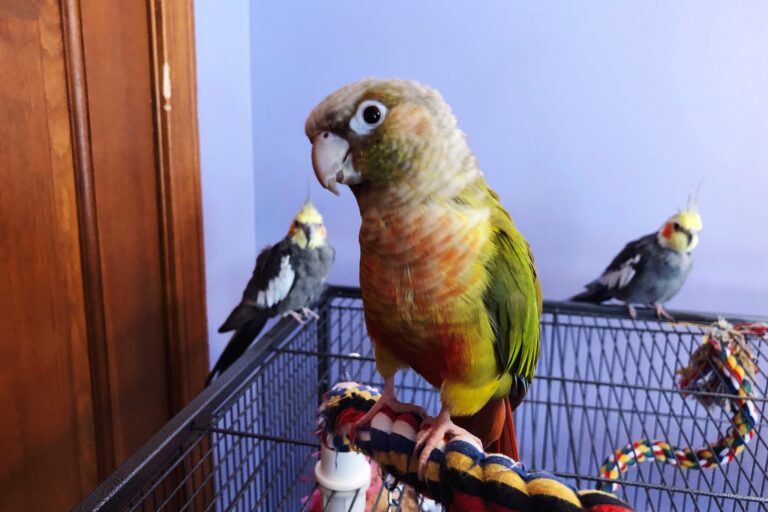 Pineapple conure loves BBFE!