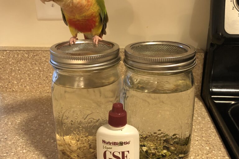 Pineapple green-cheeked conure helps with sprouting.