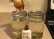 Pineapple green-cheeked conure helps with sprouting.