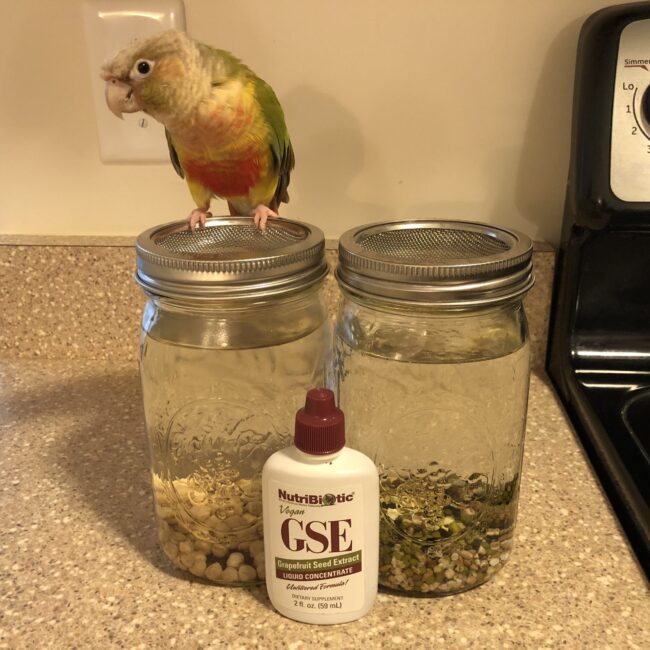 image7 Pineapple green-cheeked conure helps with sprouting.