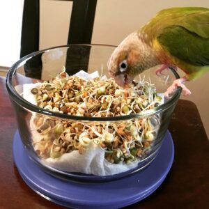 Pineapple green-cheeked conure eating BBFE sprouts.