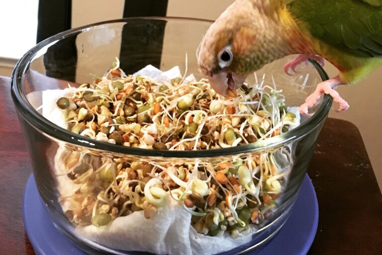 Pineapple green-cheeked conure eating BBFE sprouts.